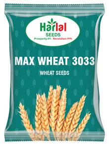 maize